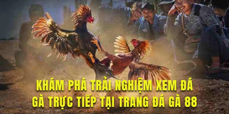 Khám phá trải nghiệm xem đá gà trực tiếp tại trang web