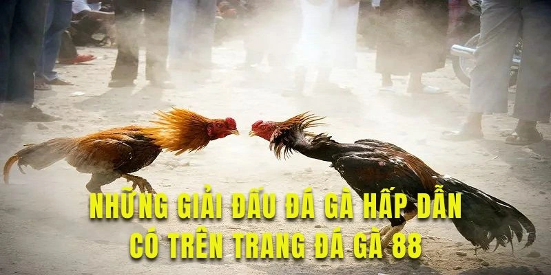 Những giải đấu đá gà hấp dẫn có trên trang Đá gà 88